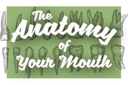 Oral Anatomy 101 (featured image)